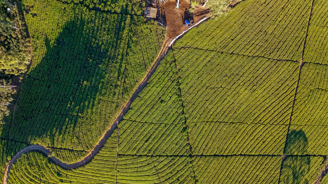 Aerial view of a lush green tea plantation with neat rows of crops and a winding dirt path under the warm light of the golden hour in Indonesia.