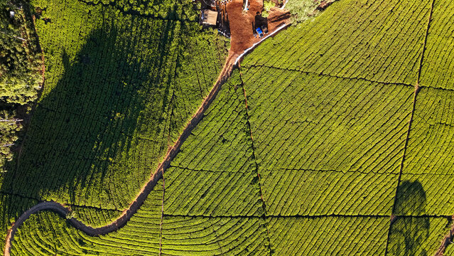 Aerial view of lush green tea plantation rows with a winding dirt path and long shadows cast by trees in Indonesia.