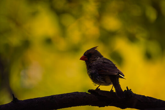 Northern cardinal (Cardinalis cardinalis) silhouette perched on a branch against golden autumn foliage, Bayfront Park, Hamilton, Ontario, Canada.