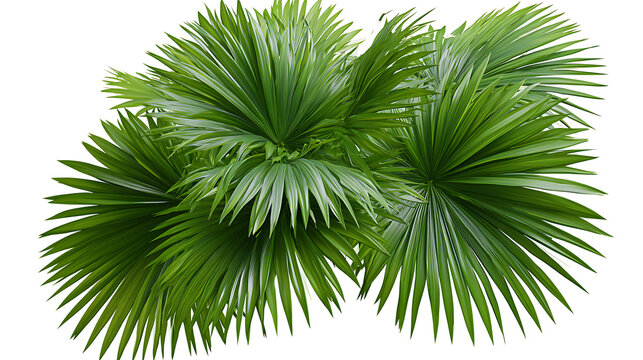 Green tropical palm leaves are isolated on a white background