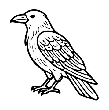 Raven raven illustration vector