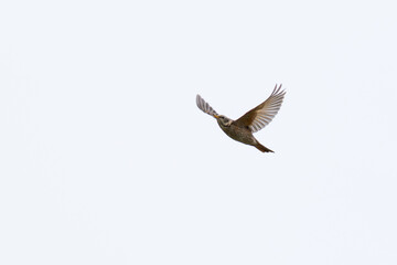 Obraz premium adult female or second year male naumann's thrush (turdus naumanni) in flight, found in Dornod Aimag in Mongolia