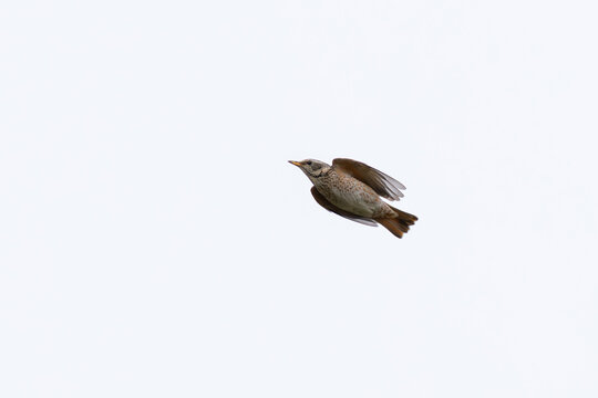 adult female or second year male naumann's thrush (turdus naumanni) in flight, found in Dornod Aimag in Mongolia