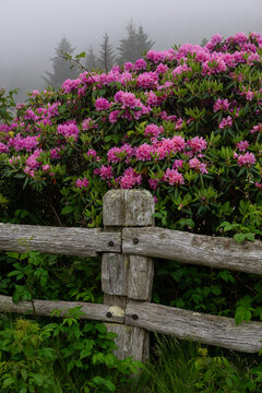 rhododendron, fog and wood fence