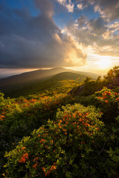 sunset sky and flame azalea, carvers gap, tennessee