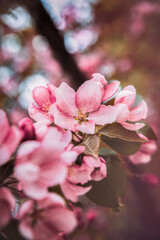 pink cherry blossom © Marianna