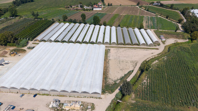 Aerial view of a large greenhouse complex with rows of white arched structures surrounded by agricultural fields and farmland in Mediglia, Lombardy, Italy.