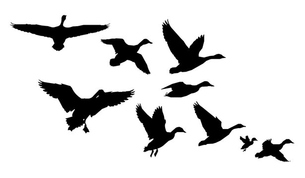 Flying Goose and Duck Silhouette Set with Wings Spread Waterfowl Birds Vector