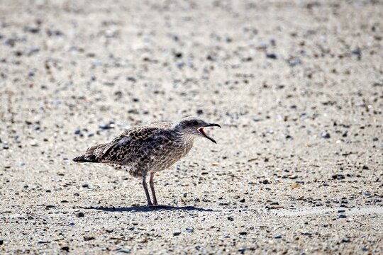 Juvenile Herring Gull (Larus argentatus) Calling on Sandy Beach &ndash; Wildlife Behavior on Helgoland Dune, Germany - July 2026