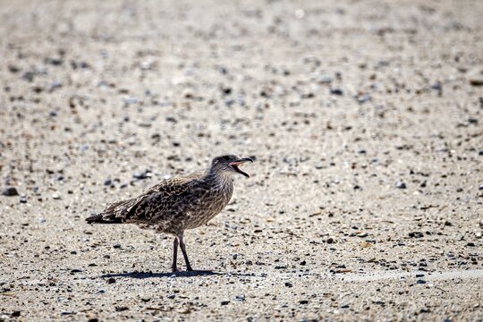 Juvenile Herring Gull (Larus argentatus) Calling on Sandy Beach &ndash; Wildlife Behavior on Helgoland Dune, Germany - July 2026