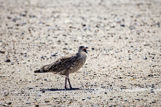 Juvenile Herring Gull (Larus argentatus) Calling on Sandy Beach &ndash; Wildlife Behavior on Helgoland Dune, Germany - July 2026