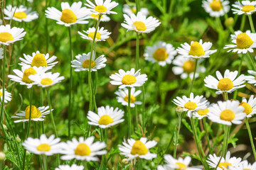 Fototapeta premium Сhamomile (Matricaria recutita), blooming plants in the spring meadow on a sunny day, closeup
