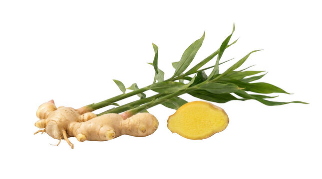 Fresh ginger root with green leaves and sliced ginger isolated on transparent background