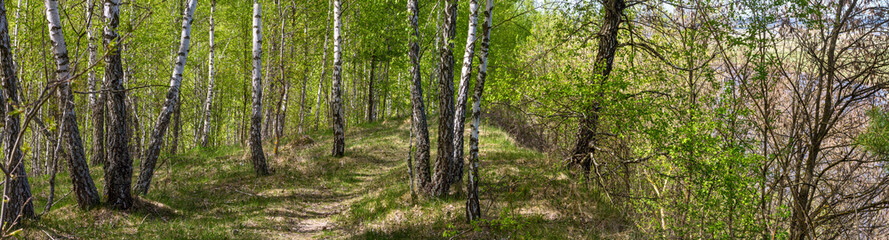 Fototapeta premium Silver birch tree grove along a rolling grassy ridge with winding path and dappled sunlight in spring forest