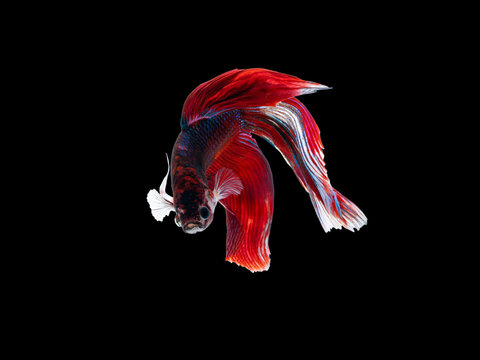 Red betta fish swimming against black background with flowing fins, vivid color, aquatic beauty, tropical pet, graceful motion and elegant underwater display