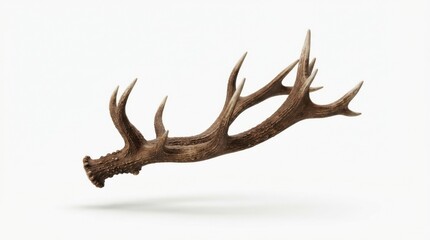 Fototapeta premium Large brown deer antler branch isolated on white background representing wildlife nature and rustic hunting decoration
