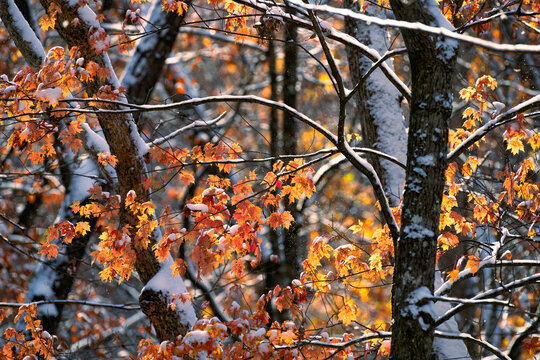 autumn foliage with fresh snow