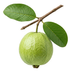 Obraz premium Guava Fruit With Stem And Leaves PNG