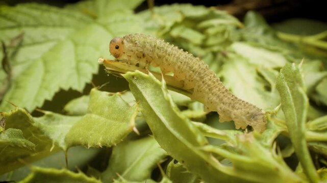detailed macro view of green sawfly larva tenthredinidae on plant leaf