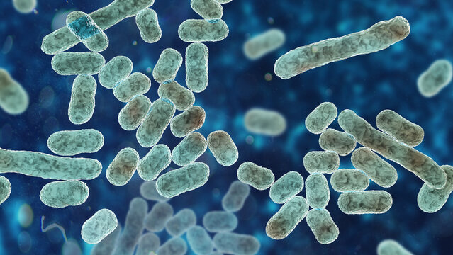 Acinetobacter baumannii bacterium, 3D illustration showing coccobacillary morphology with smooth outer membrane surface and subtle cellular texture
