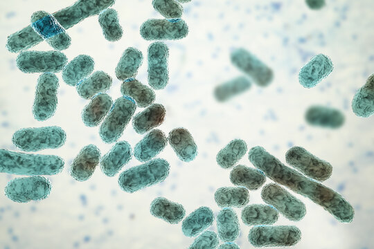 Acinetobacter baumannii bacterium, 3D illustration showing coccobacillary morphology with smooth outer membrane surface and subtle cellular texture