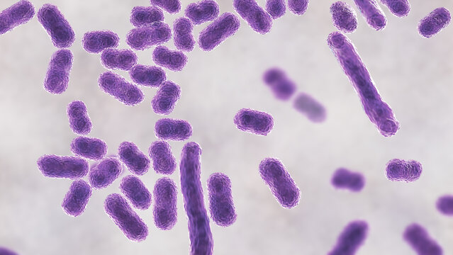 Acinetobacter baumannii bacterium, 3D illustration showing coccobacillary morphology with smooth outer membrane surface and subtle cellular texture