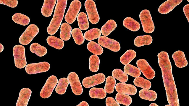 Acinetobacter baumannii bacterium, 3D illustration showing coccobacillary morphology with smooth outer membrane surface and subtle cellular texture