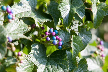 Porcelain berries Ampelopsis glandulosa in Vienna, Austria © 2xwilfinger