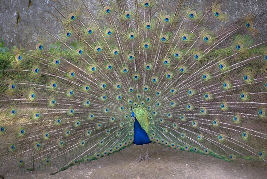 peacock with feathers
