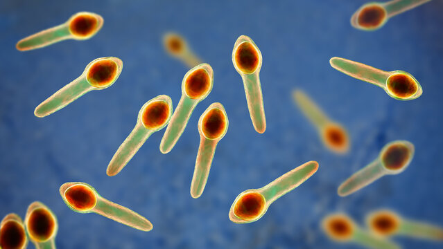 Clostridium botulinum bacterium, 3D illustration showing rod-shaped anaerobic bacteria with terminal endospores giving a drumstick appearance, isolated on neutral background.