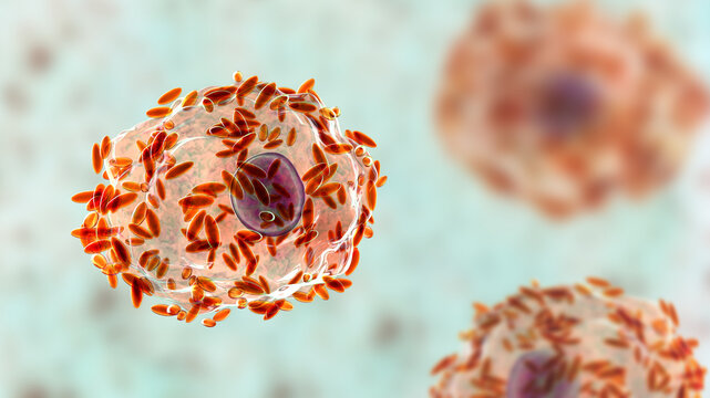 Clue cells, 3D illustration of squamous epithelial cells coated with Gardnerella bacteria, associated with bacterial vaginosis