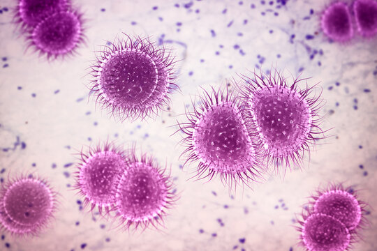 Neisseria bacteria, 3D illustration showing Gram-negative diplococci associated with meningococcal disease and gonorrhoea in humans.
