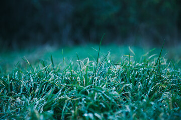 Dew on green Poaceae grass in a field © 2xwilfinger