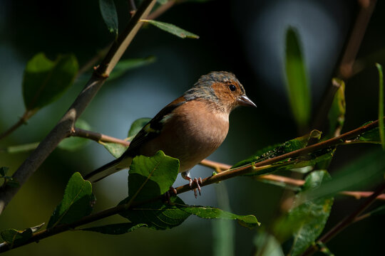 Male Chaffinch