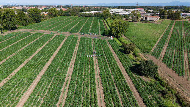 Aerial view of farm workers harvesting fresh zucchini in a large field with a tractor carrying boxes in Mediglia, Lombardy, Italy.