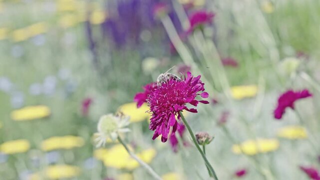 Natural flower plant. Flora nature. Blooming flower in nature. Scabious flower. Flowering nature closeup. Macro of flowering Macedonian scabious plant. Purple exotic scabious flower