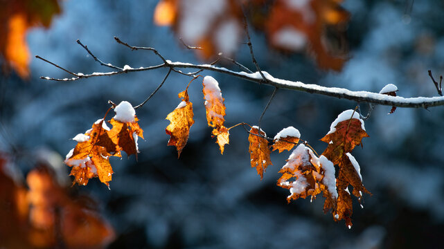 autumn leaf detail, snow capped