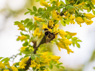 A bee collects nectar on a yellow acacia. Acacia tree branch with green leaves and yellow flowers. © Dmitrii Potashkin