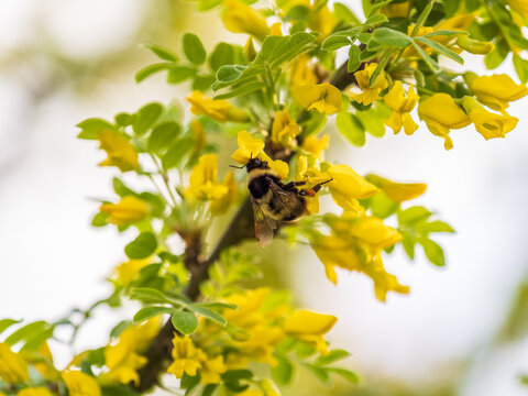 A bee collects nectar on a yellow acacia. Acacia tree branch with green leaves and yellow flowers.