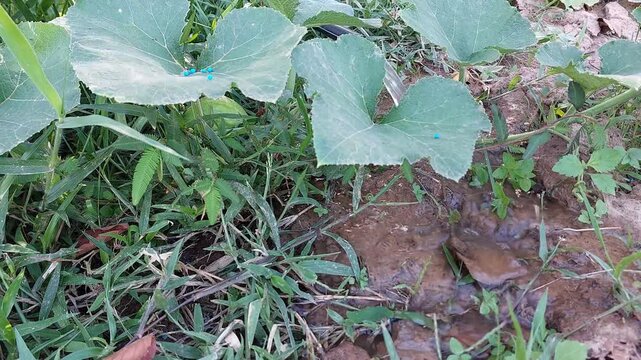 Watering and fertilizing a growing pumpkin plant in a vegetable garden
