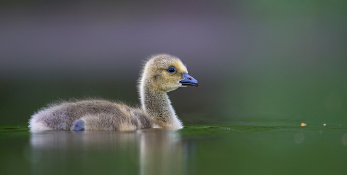 Cute gosling of the endangered lesser white-fronted goose Anser erythropus swimming gracefully on calm green water.