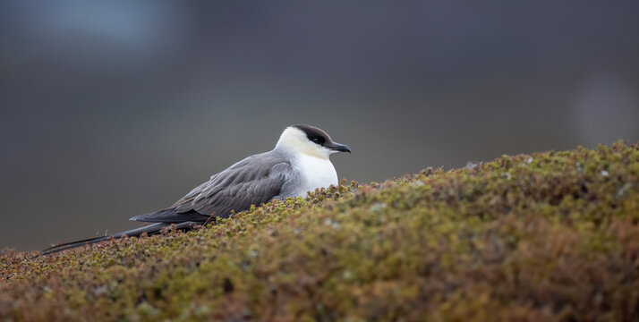 Adult long-tailed jaeger Stercorarius longicaudus resting on a mossy hill in the arctic tundra.