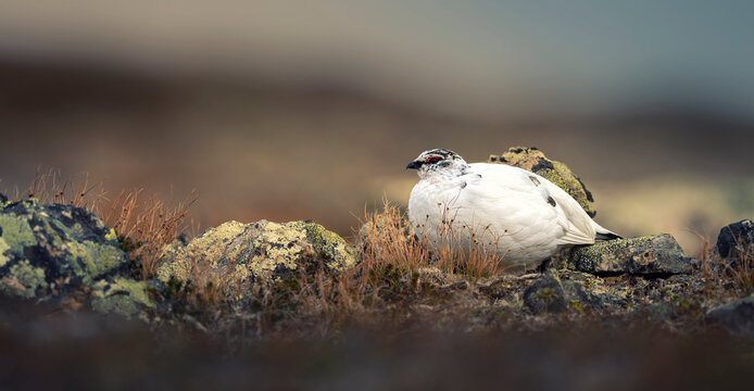 Rock ptarmigan Lagopus muta perched on a rocky mountain tundra covered with moss and lichen.