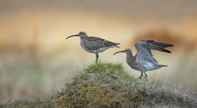 Pair of whimbrels Numenius phaeopus on a grassy hill in arctic tundra, one stretching its wings in courtship display.