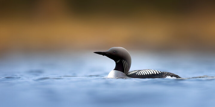 Black-throated loon Gavia arctica in full breeding plumage swimming on calm water.