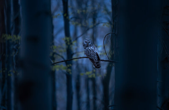Mystical Ural owl Strix uralensis perched on a branch in a dark beech forest at dusk.