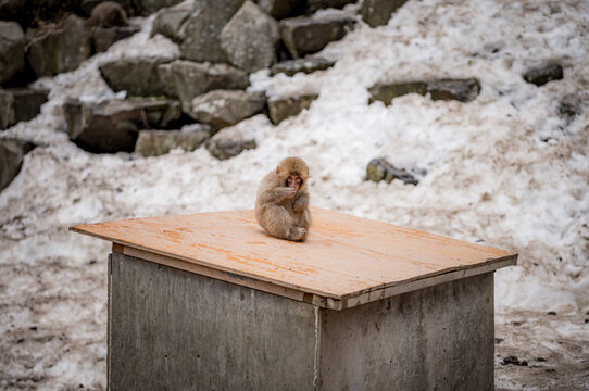 Japanese snow macaque monkeys in winter at Jigokudani Monkey Park in the mountains of Japan. 