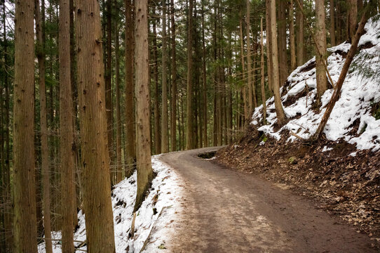 Path in winter to Jigokudani Monkey Park in the mountains of Japan. 