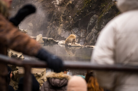 Japanese snow macaque monkeys in winter at Jigokudani Monkey Park in the mountains of Japan. 