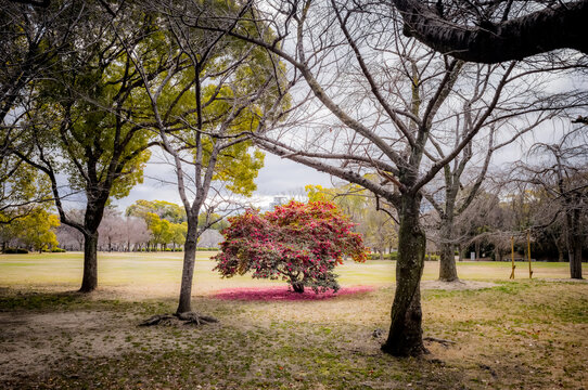 A tree with colorful blossoms in a garden in Osaka, Japan.